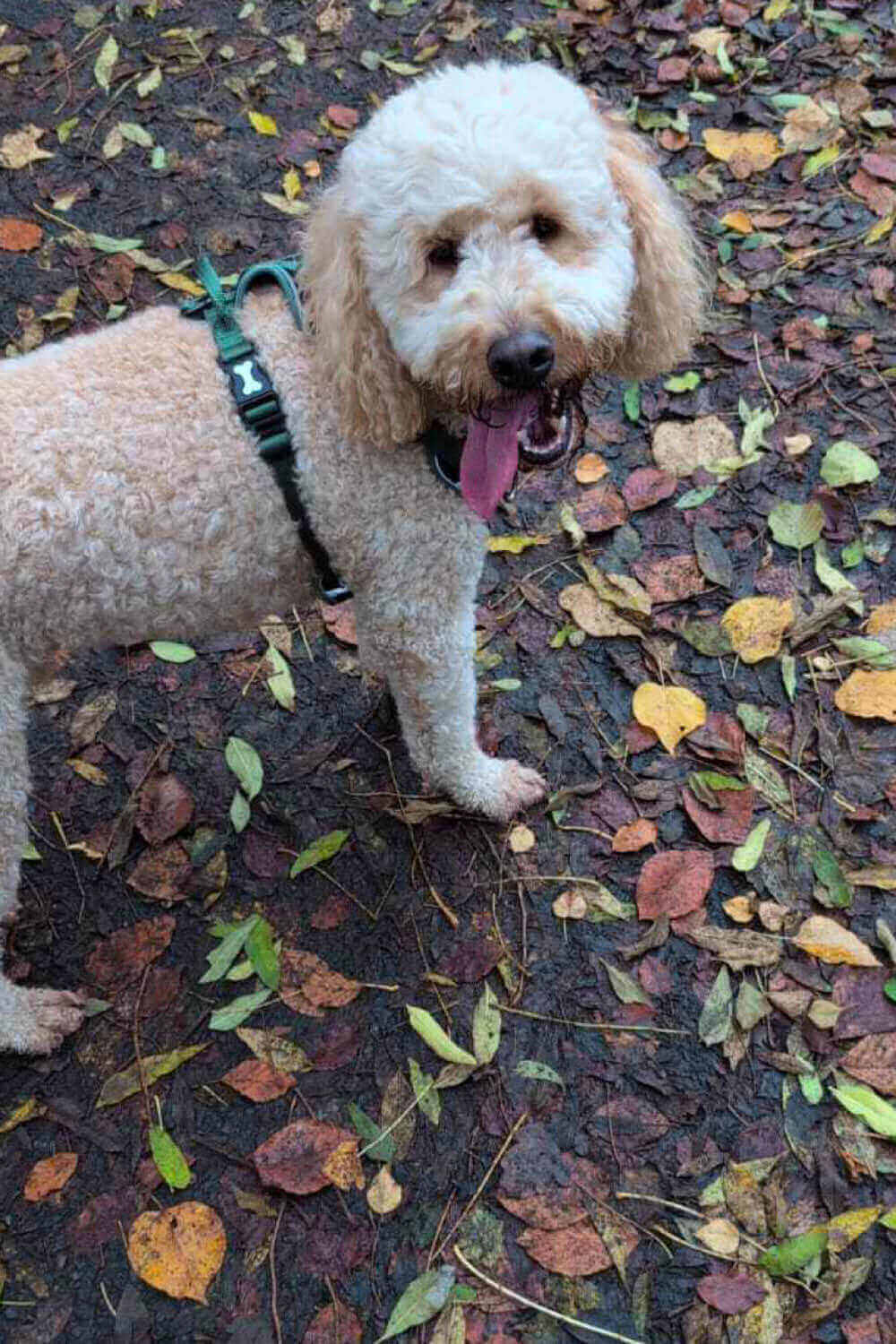 Light-colored dog with curly fur, wearing a harness, standing on a path covered with autumn leaves.